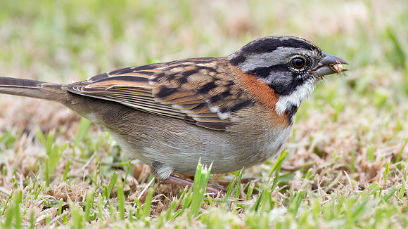 Rufous-collared Sparrow (Zonotrichia capensis)