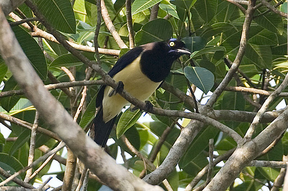 Black-chested Jay (Cyanocorax affinis)
