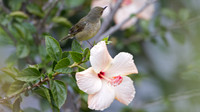 Rusty Flowerpiercer (Diglossa sittoides) - female