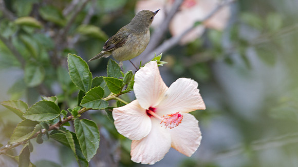 Rusty Flowerpiercer (Diglossa sittoides) - female