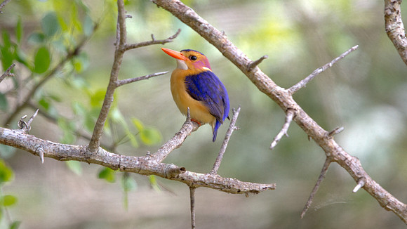 African Pygmy Kingfisher (Ispidina picta)
