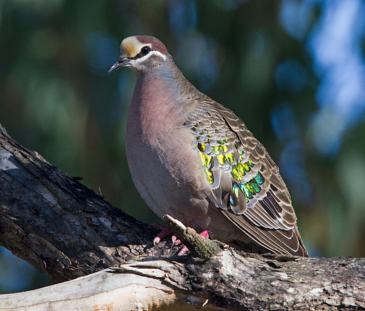Common bronzewing (Phaps chalcoptera)