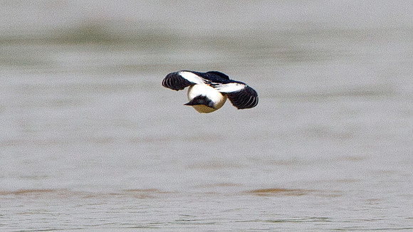 White-winged Swallow (Tachycineta albiventer)