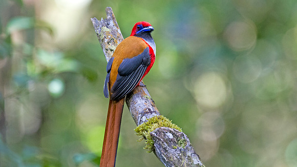 Whitehead's Trogon (Harpactes whiteheadi) male