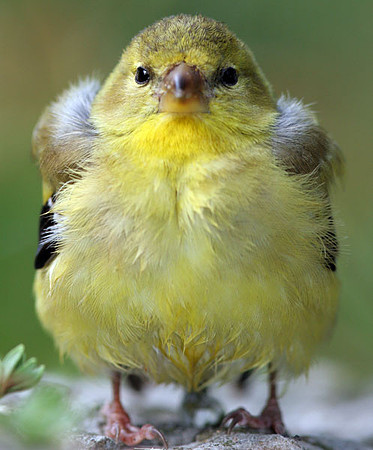 American Goldfinch (Carduelis tristis) immature