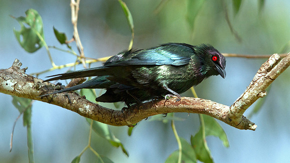 Metallic starling (Aplonis metallica)