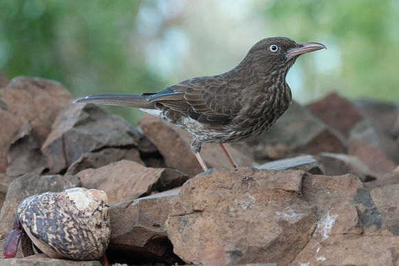 Pearly-eyed Thrasher (Margarops fuscatus)