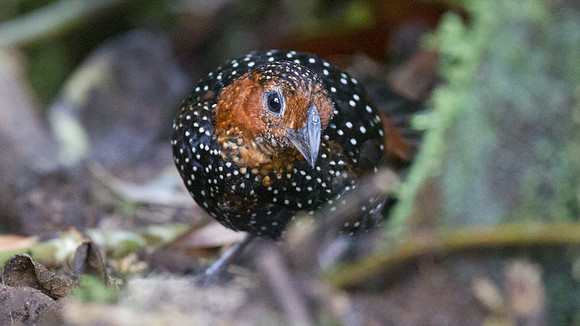 Ocellated Tapaculo (Acropternis orthonyx)