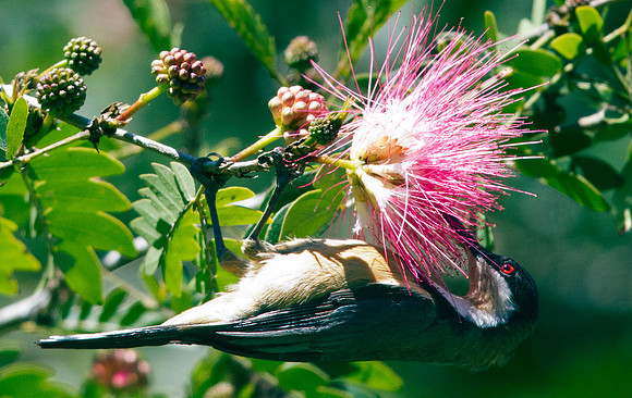 Eastern spinebill (Acanthorhynchus tenuirostris)