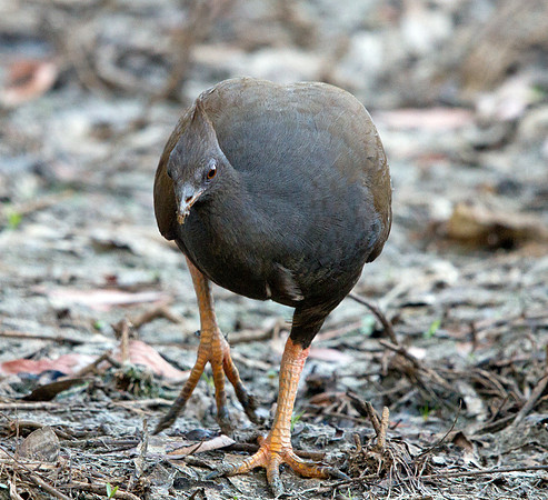 Orange-footed scrubfowl (Megapodius reinwardt)