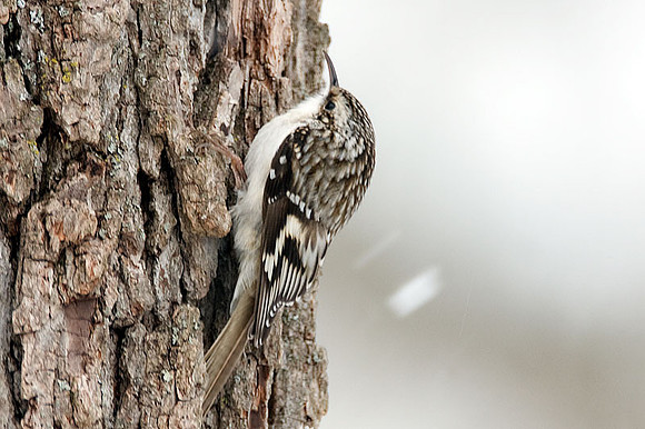 Brown Creeper (Certhia americana) also known as American Tree Creeper