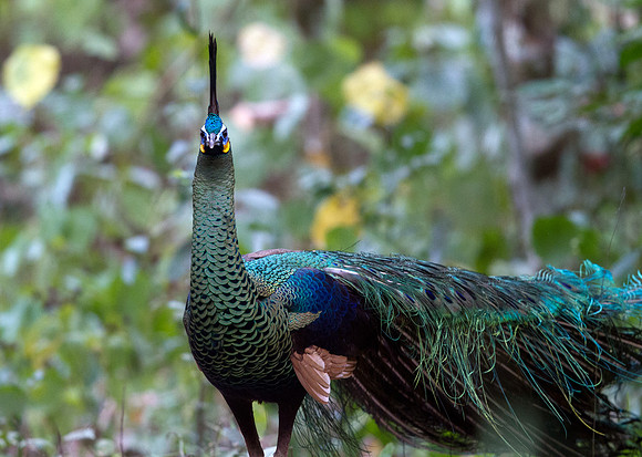 Green peafowl (Pavo muticus)