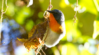 IMG_0620