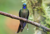 Violet-tailed Sylph (Aglaiocercus coelestis)