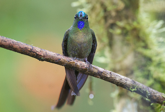 Violet-tailed Sylph (Aglaiocercus coelestis)