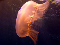 IMG_3769a
