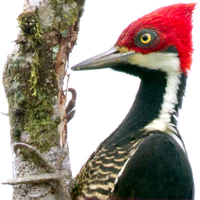 Guayaquil Woodpecker (Campephilus gayaquilensis) female