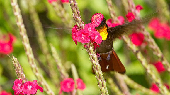 Ruby-topaz Hummingbird (Chrysolampis mosquitus) male