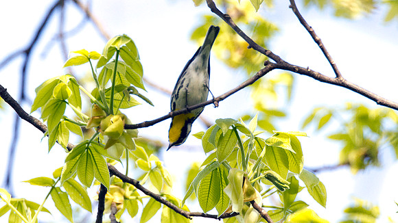 Yellow-throated Warbler (Dendroica dominica)