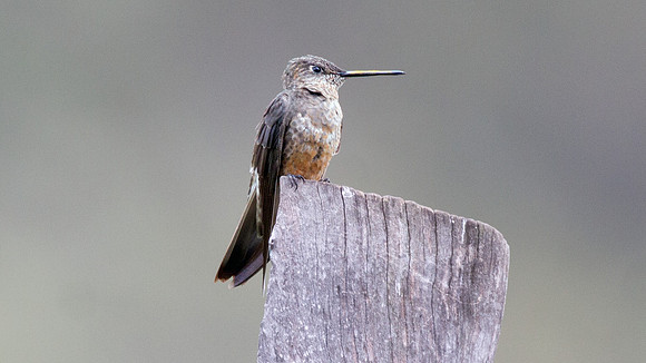 Giant Hummingbird (Patagona gigas)
