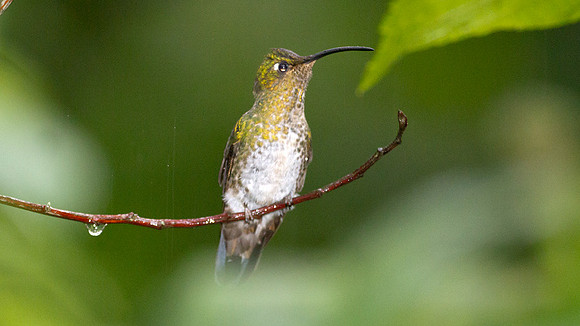 Mountain Velvetbreast (Lafresnaya lafresnayi)