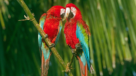 Red-and-green Macaw (Ara chloropterus)