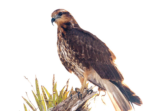 Snail Kite (Rostrhamus sociabilis) immature