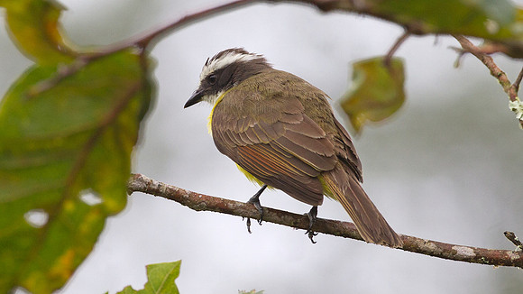 Rusty-margined Flycatcher (Myiozetetes cayanensis)