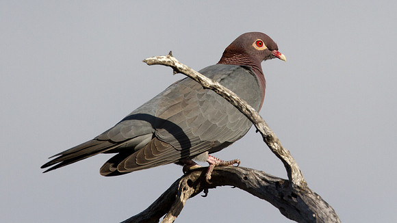 Scaly-naped Pigeon (Patagioenas squamosa)