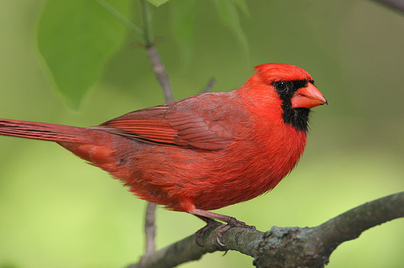 Northern Cardinal (Cardinalis cardinalis) male; also known as Common Cardinal