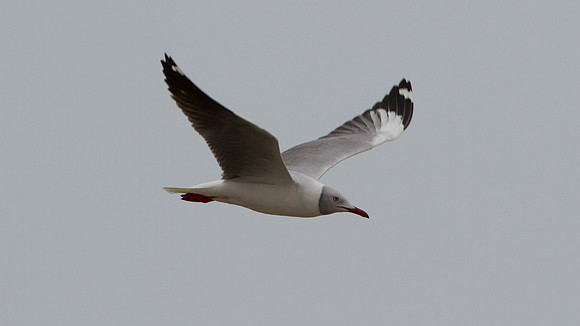 Grey-hooded Gull (Chroicocephalus cirrocephalus)