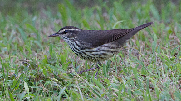 Northern Waterthrush (Parkesia noveboracensis)