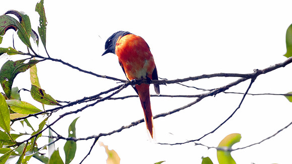 Grey-chinned Minivet (Pericrocotus solaris) male