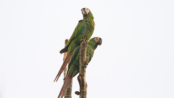 Chestnut-fronted Macaw (Ara severus)