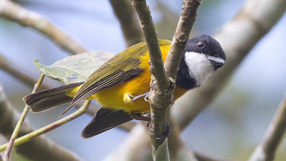 Golden Whistler (Pachycephala pectoralis) Male