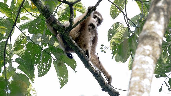 Müller's Bornean gibbon (Hylobates muelleri)