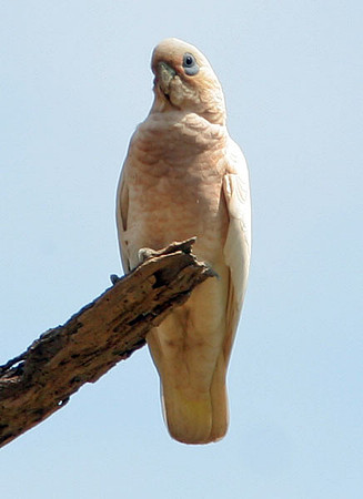 Little Corella (Cacatua sanguinea) also known as Bare-eyed Cockatoo