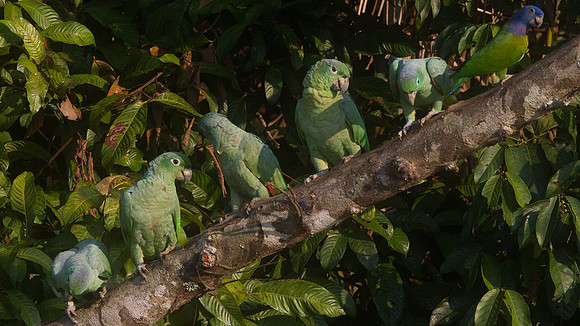 Mealy Parrot (Amazona farinosa) right: Blue-headed Parrot (Pionus menstruus)