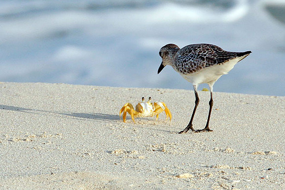 Black Bellied Plover (Pluvialis squatarola) also known as Grey Plover