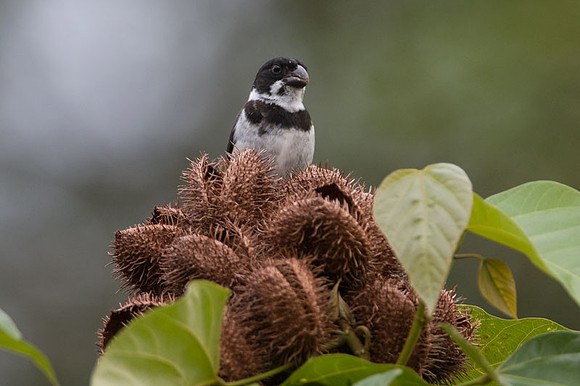 Variable Seedeater (Sporophila corvina) male