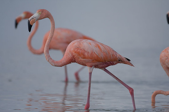 American Flamingo (Phoenicopterus ruber)