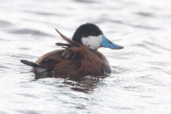 Ruddy Duck (Oxyura jamaicensis) male