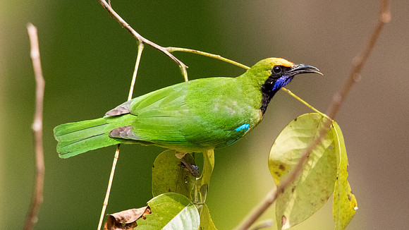 Golden-fronted leafbird (Chloropsis aurifrons)