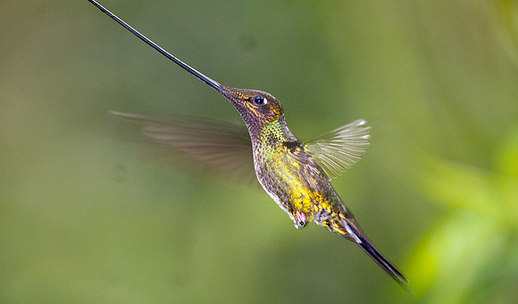 Sword-billed Hummingbird (Ensifera ensifera)