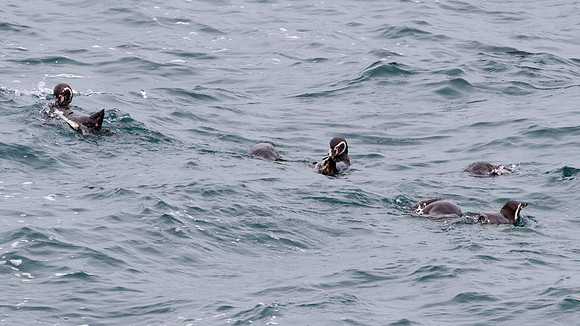 Humboldt Penguin (Spheniscus humboldti)