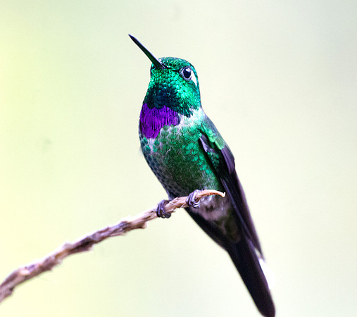 Purple-bibbed Whitetip (Urosticte benjamini)