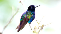 Velvet-purple Coronet (Boissonneaua jardini)