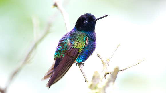 Velvet-purple Coronet (Boissonneaua jardini)