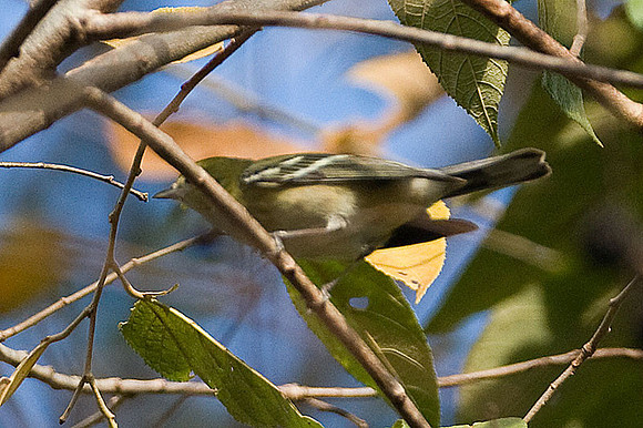 Bay-breasted Warbler (Dendroica castanea)