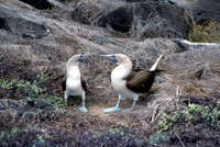 Blue-footed Booby (Sula nebouxii)